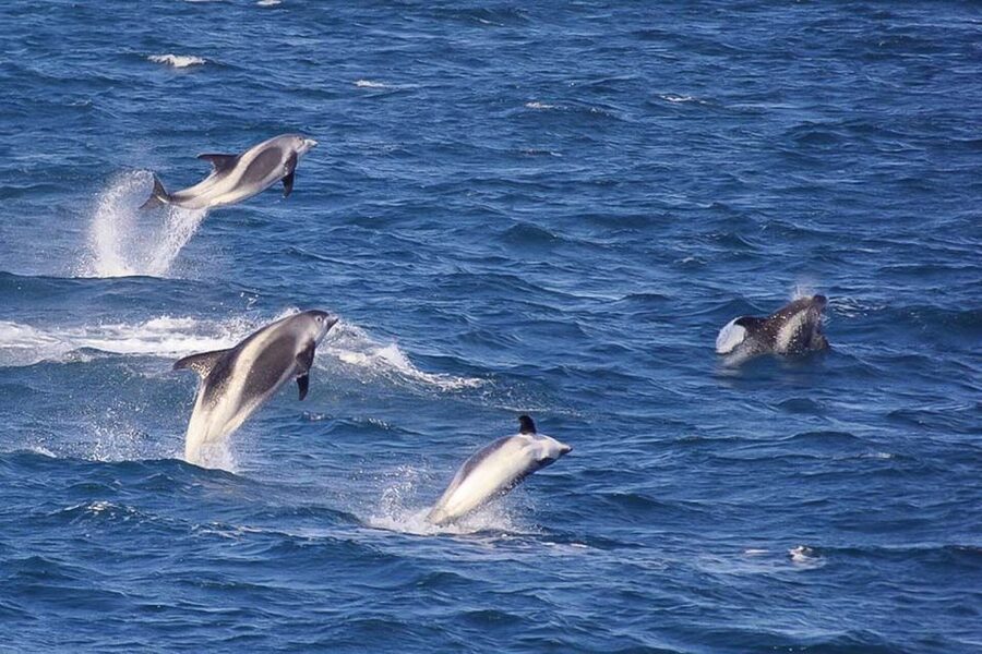 Reykjavik: the Original 3-Hour Whale Watching Tour - Best Times and Best Strategies for Getting Humpbacks and Dolphins