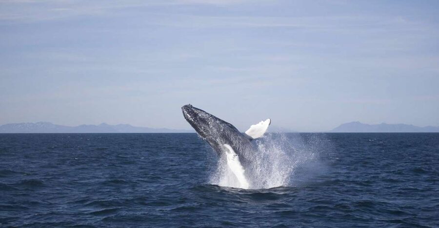 Reykjavik: the Original 3-Hour Whale Watching Tour - Board the Boat: Deck Views, WiFi, and Staying Warm Enough