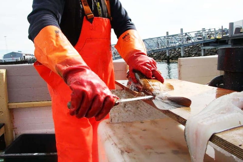Reykjavik: Traditional Sea Fishing with BBQ Feast - Fishing for Cod, Haddock, Rockfish, and Pollock