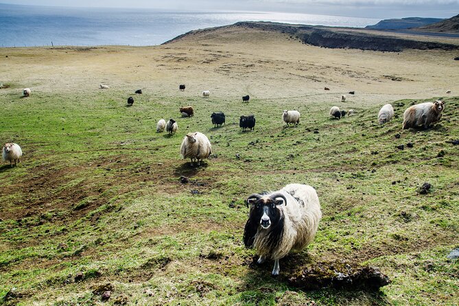 Reykjavik - Westman Islands (Bus transfer to Landeyjahöfn) - The 2-hour drive to Landeyjahöfn: plan your day around the timing