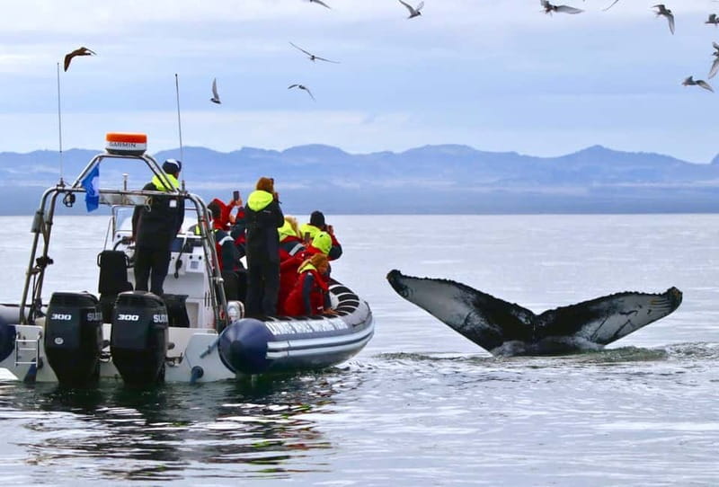 Reykjavik: Whale and Puffin Watching RIB Boat Tour - Key things I’d circle before you go