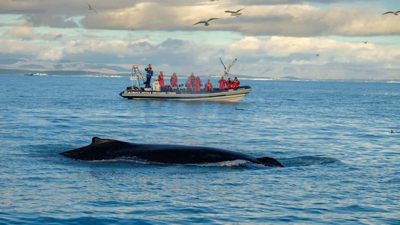 Reykjavik: Whale and Puffin Watching RIB Boat Tour - Reykjavik Whale Watching on a RIB, not a slow sightseeing cruise