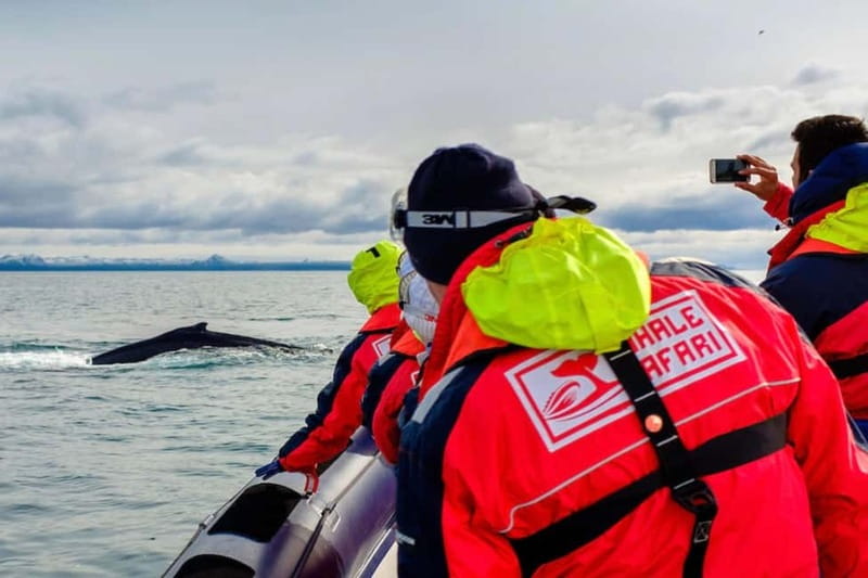 Reykjavik: Whale and Puffin Watching RIB Boat Tour - Old Harbour meeting point and the gear that keeps you in the game