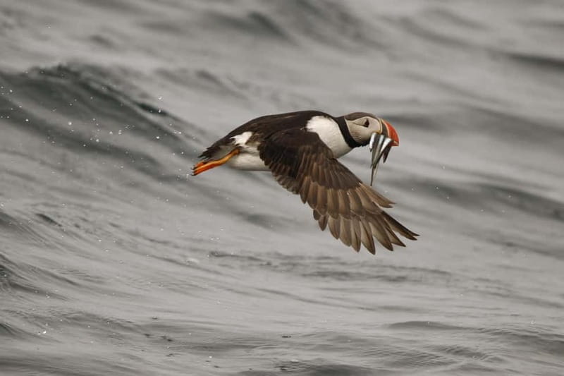 Reykjavik: Whale and Puffin Watching RIB Boat Tour - Offshore search for whales and dolphins: why the RIB helps