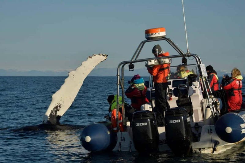 Reykjavik: Whale and Puffin Watching RIB Boat Tour - What the ride feels like: fast, bouncy, wet, and very real