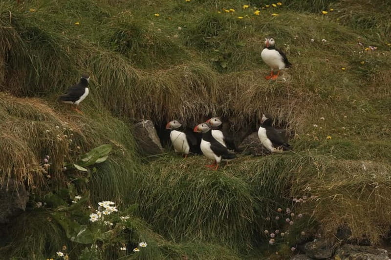 Reykjavik: Whale and Puffin Watching RIB Boat Tour - Group size, timing, and the realistic odds of sightings