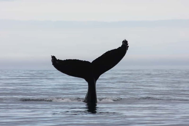 Reykjavik: Whale and Puffin Watching RIB Boat Tour - Who should book this Reykjavik RIB whale and puffin tour