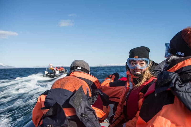 Reykjavik: Whale and Puffin Watching RIB Boat Tour - Price and value: what $200 buys on the water