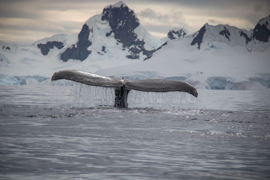 Reykjavik: Whale & Marine Adventure Tour - Who This Tour Is Best For (And Who Might Want to Rethink)