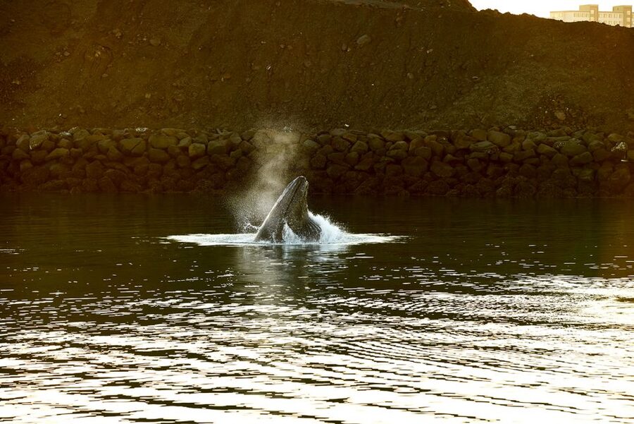 Reykjavik: Whale & Marine Adventure Tour - The Guide Moment: How Species Spotting Gets Easier