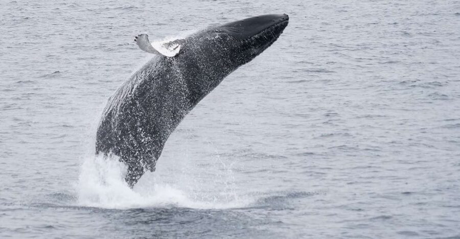 Reykjavik: Whale & Marine Adventure Tour - Value for About $104: What You Are Paying For