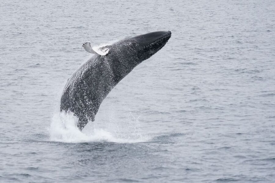 Reykjavik: Whale & Marine Adventure Tour - Practical Packing: What to Wear for a Cold Ocean Cruise