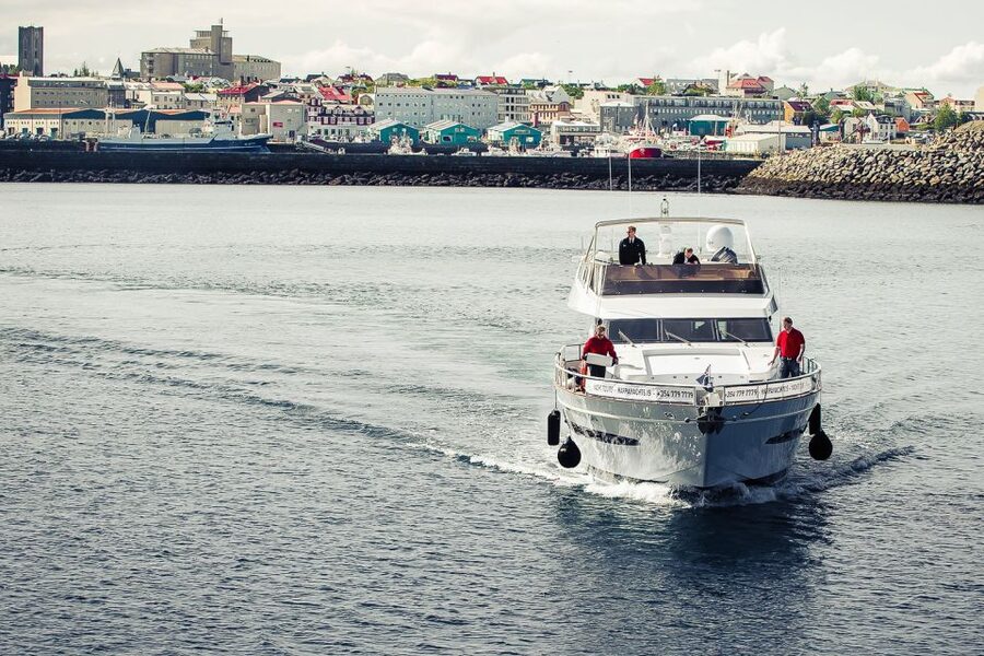 Reykjavik: Whale Watching and Dolphin Watching Yacht Cruise - Key things to know before you go