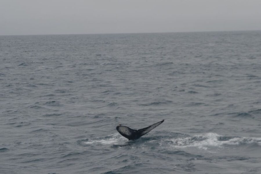 Reykjavik: Whale Watching and Dolphin Watching Yacht Cruise - Faxafloi Bay wildlife: whales, dolphins, seabirds, and when puffins are possible