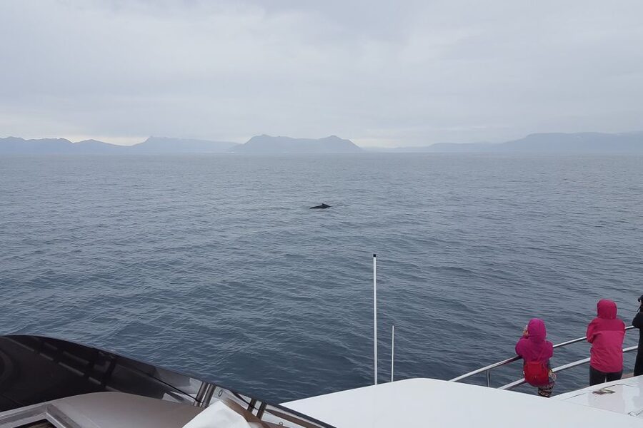 Reykjavik: Whale Watching and Dolphin Watching Yacht Cruise - The onboard guide and how spotting actually improves