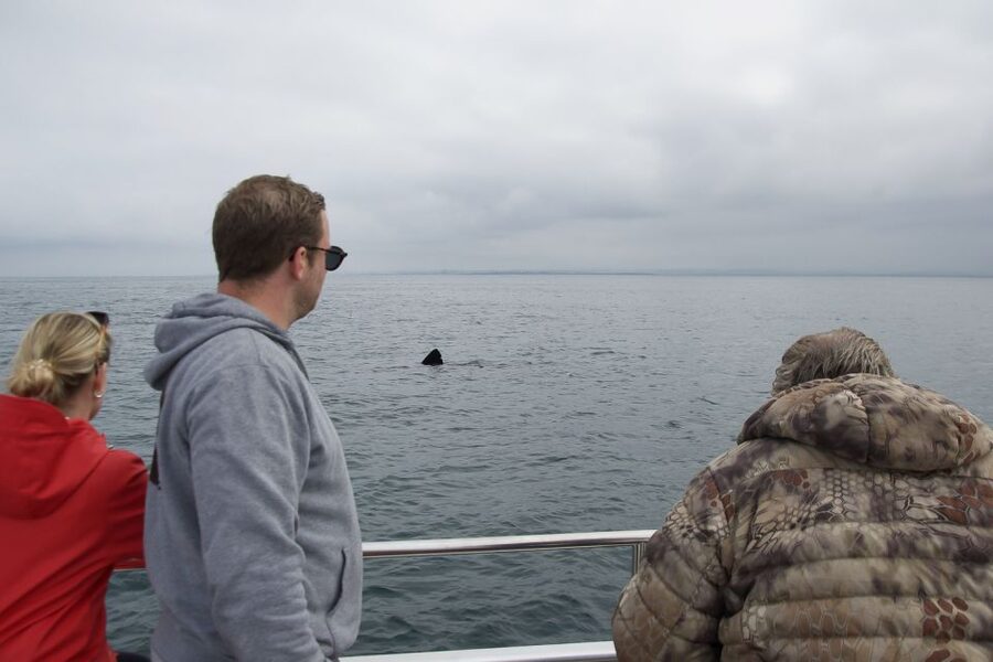 Reykjavik: Whale Watching and Dolphin Watching Yacht Cruise - What the 3-hour cruise feels like, from departure to return