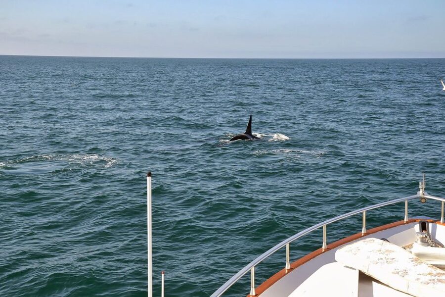 Reykjavik: Whale Watching and Dolphin Watching Yacht Cruise - Comfort and small practical wins: blankets, WiFi, and staying warm