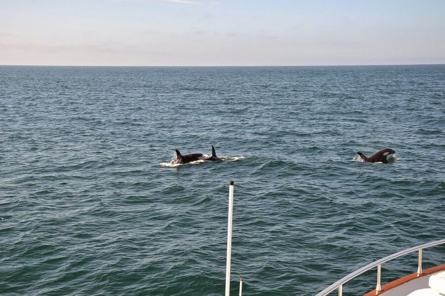 Reykjavik: Whale Watching and Dolphin Watching Yacht Cruise - Weather, timing, and your best odds without stressing yourself out