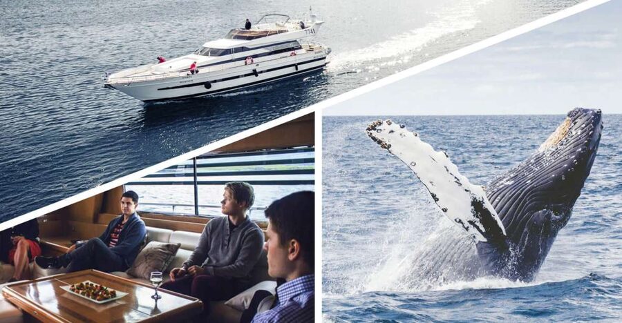 Reykjavik: Whale Watching and Dolphin Watching Yacht Cruise - MY Harpa vs MY Amelia Rose: how yacht size shapes your whale-watching view