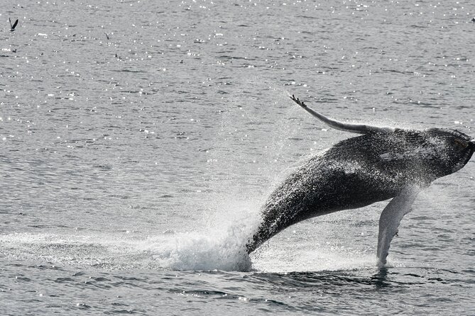 Reykjavik Whale Watching and Lava Show - Key Things I’d Plan For First (Whales and Lava, Together)
