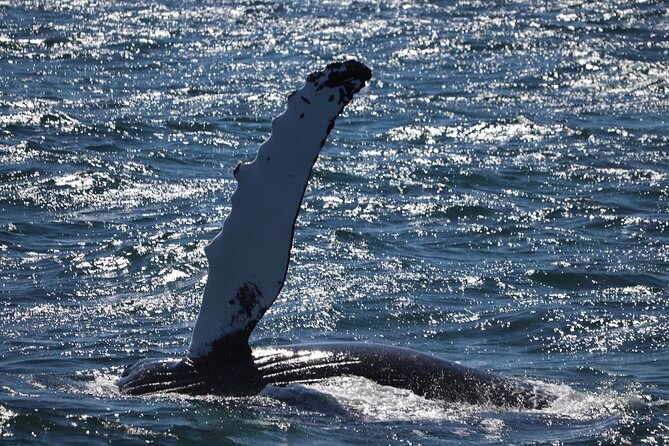 Reykjavik Whale Watching and Lava Show - How This Reykjavik Combo Actually Feels in Real Time
