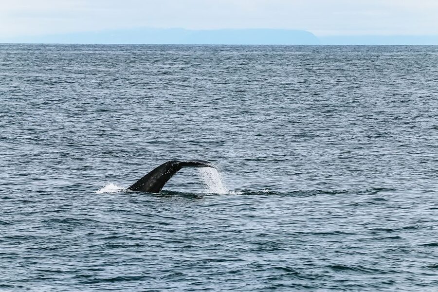 Reykjavík: Whale Watching and Marine Life Cruise - Who should book this Reykjavík whale cruise?