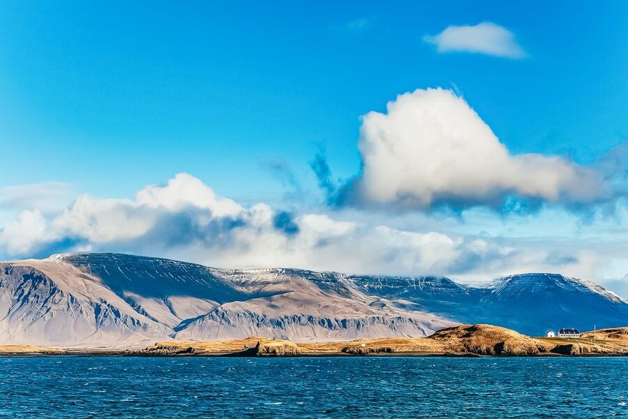 Reykjavík: Whale Watching and Marine Life Cruise - What marine animals you can realistically expect near Reykjavík