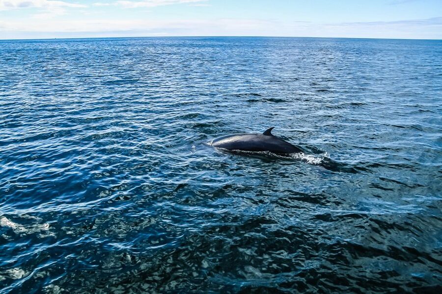 Reykjavík: Whale Watching and Marine Life Cruise - A 3-hour outing that still gives you breaks and options on board