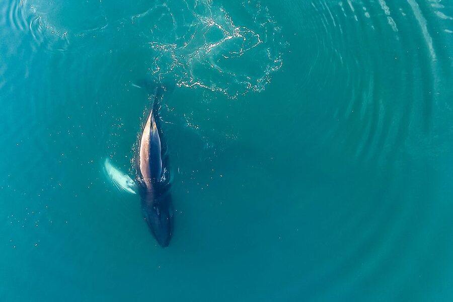 Reykjavík: Whale Watching and Marine Life Cruise - Price and value: what $87 buys you in real life