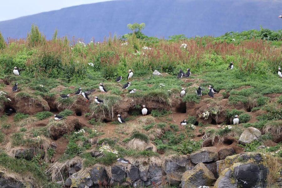 Reykjavik: Whale Watching and Puffin Excursion - Key Highlights Worth Prioritizing