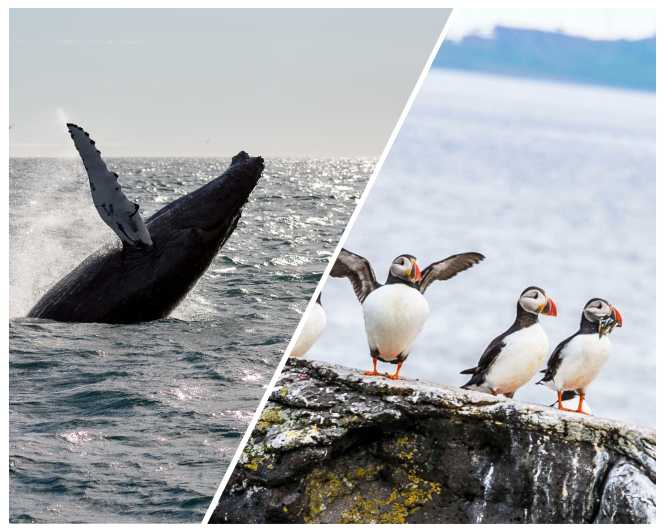 Reykjavik: Whale Watching and Puffin Excursion - Reykjavik’s Old Harbour Makes the Whole Trip Feel Easy