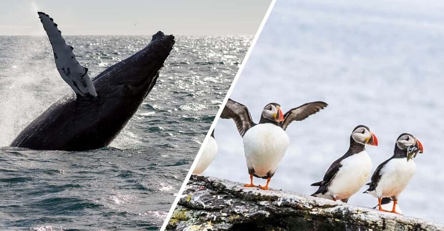 Reykjavik: Whale Watching and Puffin Excursion - Puffin Tour Runs Short, But It Targets the Close-Up View