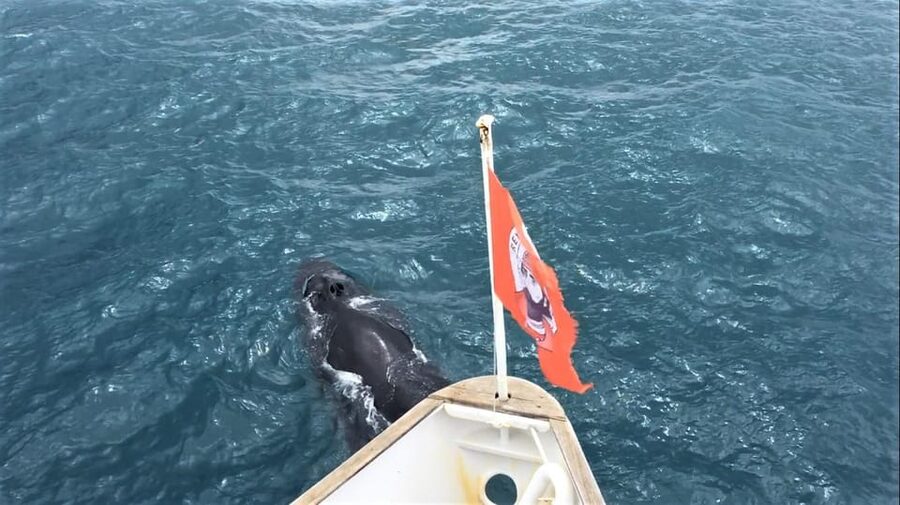 Reykjavik: Whale Watching and Puffin Excursion - How the Combo Works in Real Life (Two Separate Departures)