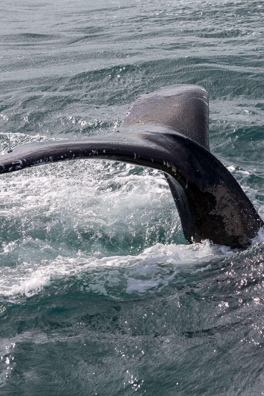 Reykjavik: Whale Watching and Puffin Excursion - Weather, Shared Boats, and Your Wildlife Odds