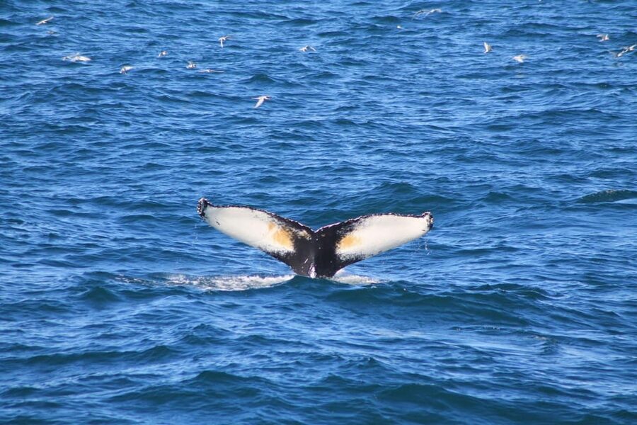 Reykjavik: Whale Watching and Puffin Excursion - Onboard Comfort and Included Extras That Matter