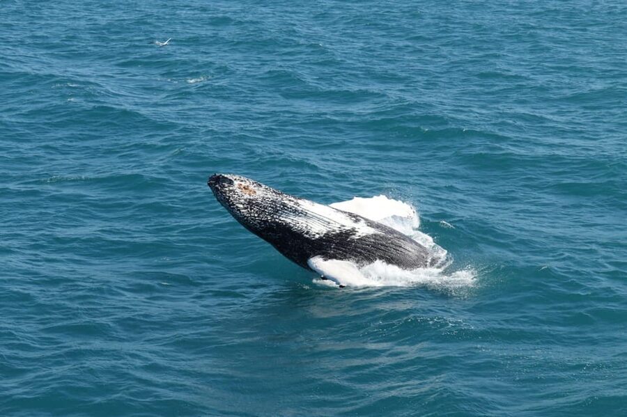 Reykjavik: Whale Watching and Puffin Excursion - Getting Ready: What to Bring for Deck Time