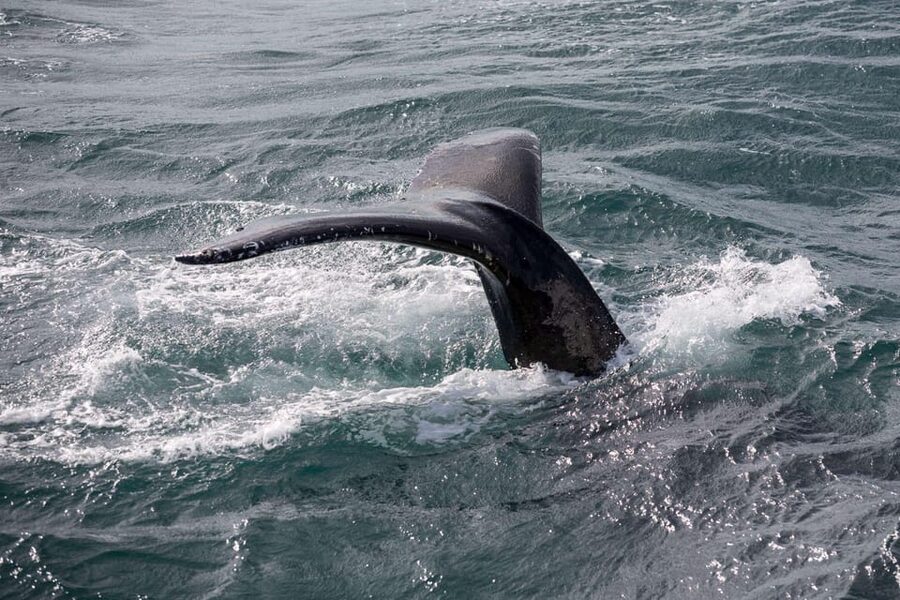 Reykjavik: Whale Watching and Puffin Excursion - Whale Watching Cruise: Large Vessel Time on the Atlantic