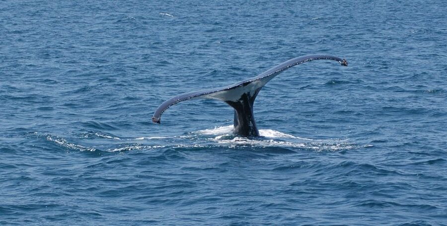 Reykjavik: Whale Watching by RIB Speedboat - Wildlife odds, and what the free return ticket actually means