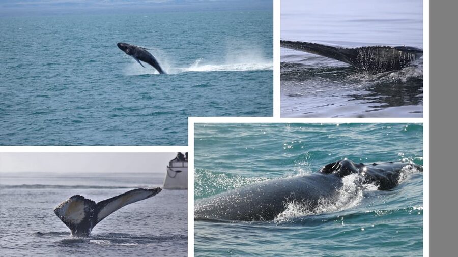 Reykjavík: Whale Watching Cruise and FlyOver Combo Ticket - Key things to know before you go