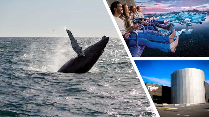 Reykjavík: Whale Watching Cruise and FlyOver Combo Ticket - Reykjavík to the whales, then straight into FlyOver Iceland