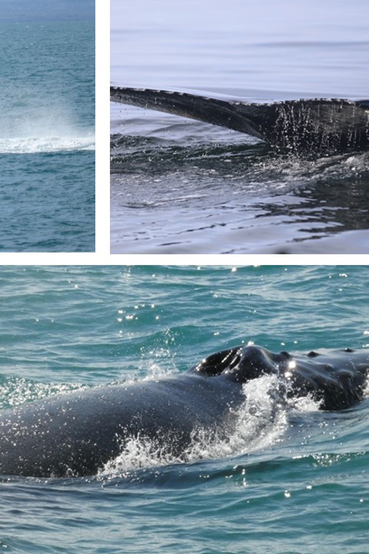 Reykjavík: Whale Watching Cruise and FlyOver Combo Ticket - Getting value for your money: what the combo includes