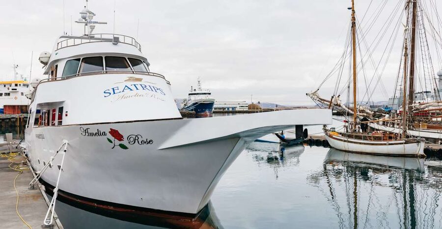 Reykjavík: Whale Watching Cruise on the Amelia Rose Yacht - Why the Amelia Rose Yacht Is a Smart Pick From Old Harbor