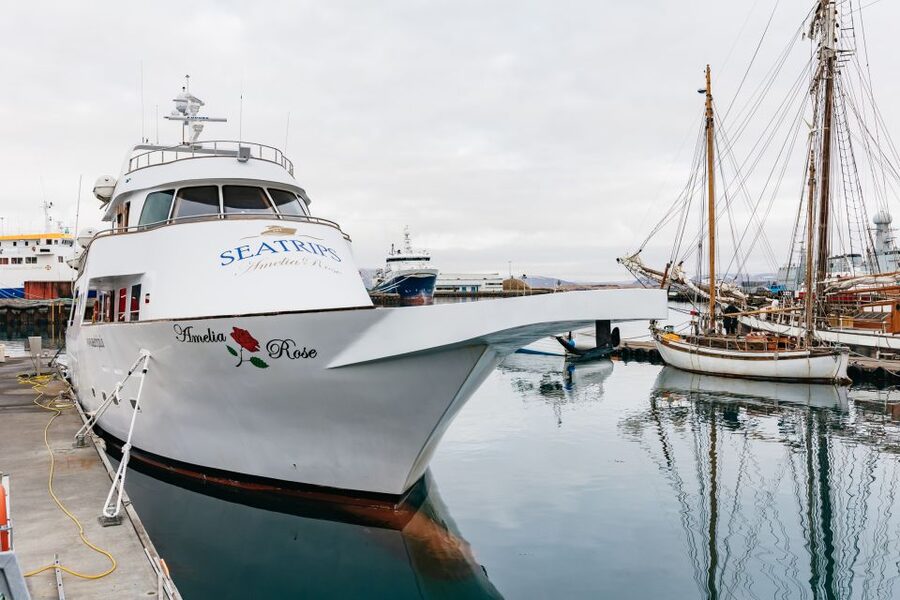 Reykjavík: Whale Watching Cruise on the Amelia Rose Yacht - Deck Strategy: How to Stay Warm and Get Better Sighting Time