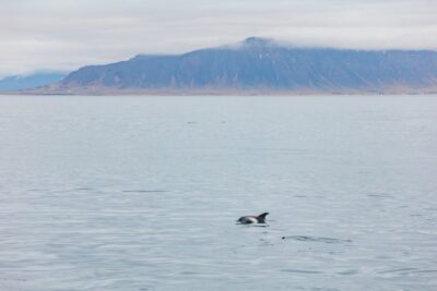 Whale Watching Cruise on the Amelia Rose Yacht