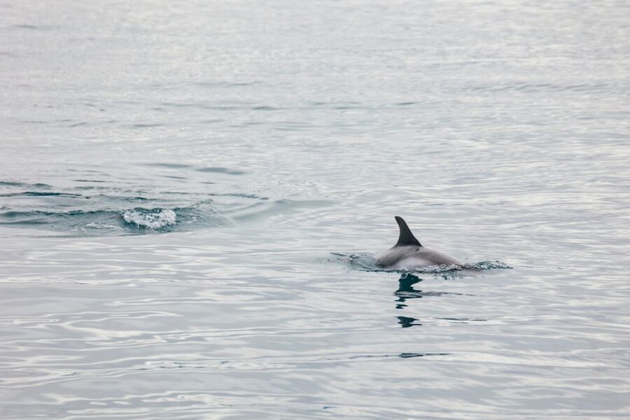 Reykjavík: Whale Watching Cruise on the Amelia Rose Yacht - Indoor Lounge, Hot Drinks, and the Small Comfort Wins