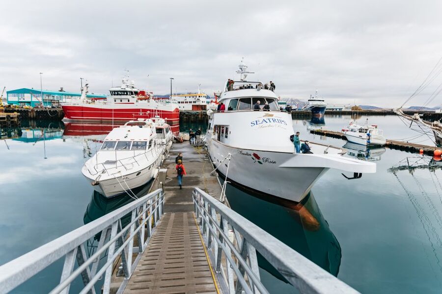 Reykjavík: Whale Watching Cruise on the Amelia Rose Yacht - The Crew and Guides: Spotting Skills With a Respectful Approach