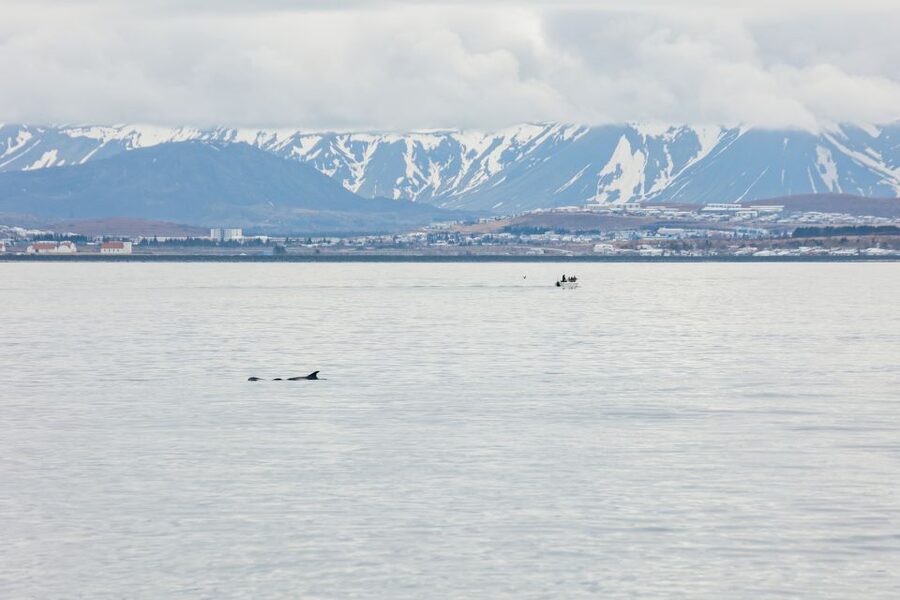 Reykjavík: Whale Watching Cruise on the Amelia Rose Yacht - Weather Rules, Variable Duration, and the Free Return Ticket