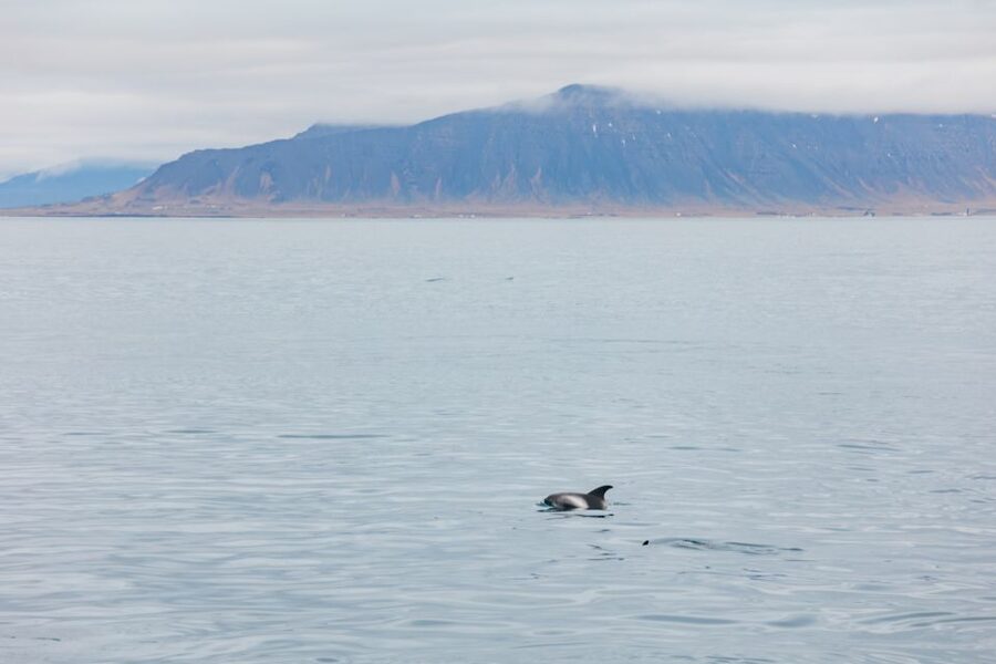 Reykjavík: Whale Watching Cruise on the Amelia Rose Yacht - What Wildlife You Can Realistically Hope to Spot