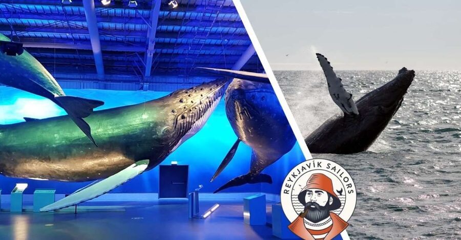 Reykjavik: Whale Watching Excursion & Whale Exhibition - Key things I’d put on your radar