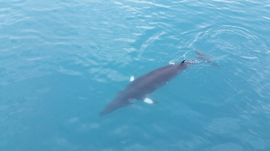 Reykjavik: Whale Watching Excursion & Whale Exhibition - Should you book this Reykjavik whale watching and exhibition day?